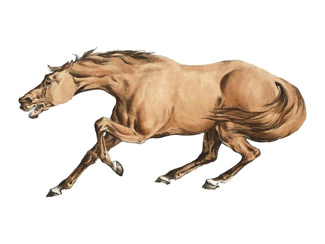 Ilustração de cavalo castanho claro de Sporting Sketches (1817-1818) por Henry Alken (1784-1851). Digitalmente aprimorada pelo rawpixel. vetor