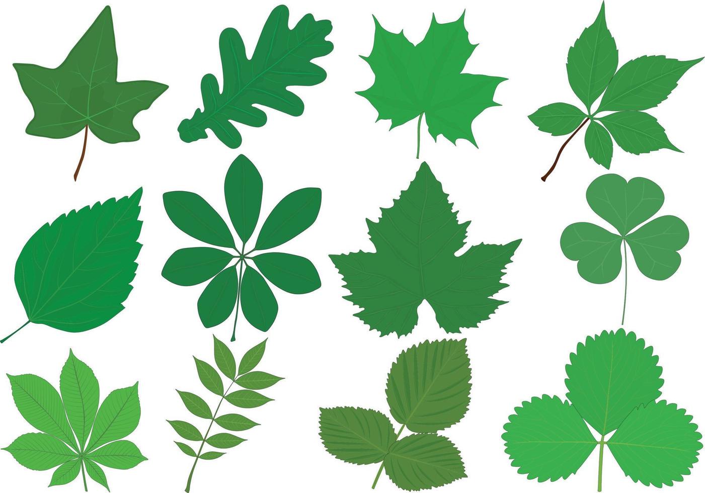 ilustração em vetor coleção folhas verdes diferentes plantas