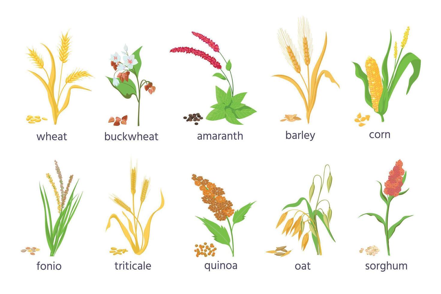 desenho animado Fazenda cereal cultivo e grão Relva plantas. agricultura milho, trigo, milho, trigo mourisco, Amaranto e Quinoa sementes e orelhas vetor conjunto