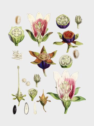 Tabaco indiano (Lobelia inflata) de Ilustrações de plantas do Himalaia (1855) por WH (Walter Hood) Fitch (1817-1892). Digitalmente aprimorada pelo rawpixel. vetor