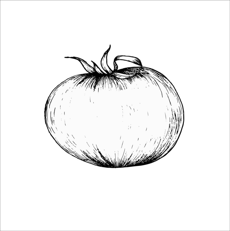 saudável Comida vetor ilustração. mão desenhado linha arte estilo do orgânico Comida do tomate vegetariano Comida composição para embalagem, cardápio, restaurante Projeto