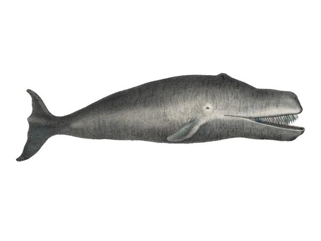Baleia de Bowhead Litografia original de Sealife Handcolored do mamífero marinho do oceano antigo (1824). Digitalmente aprimorada pelo rawpixel. vetor