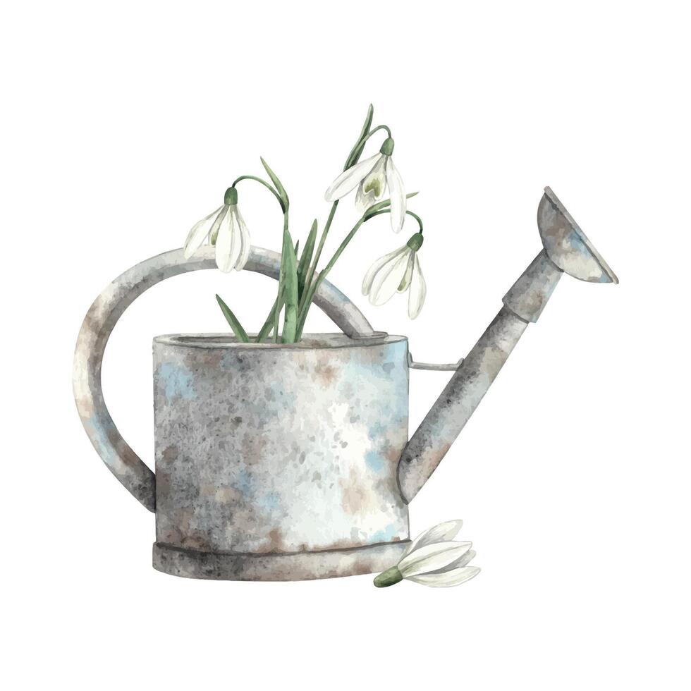 aguarela floral arranjo com oxidado rega pode e Primavera snowdrops. mão desenhado ilustrações em isolado fundo para cumprimento cartões, convites, feliz feriados, cartazes, imprimir, rótulo vetor