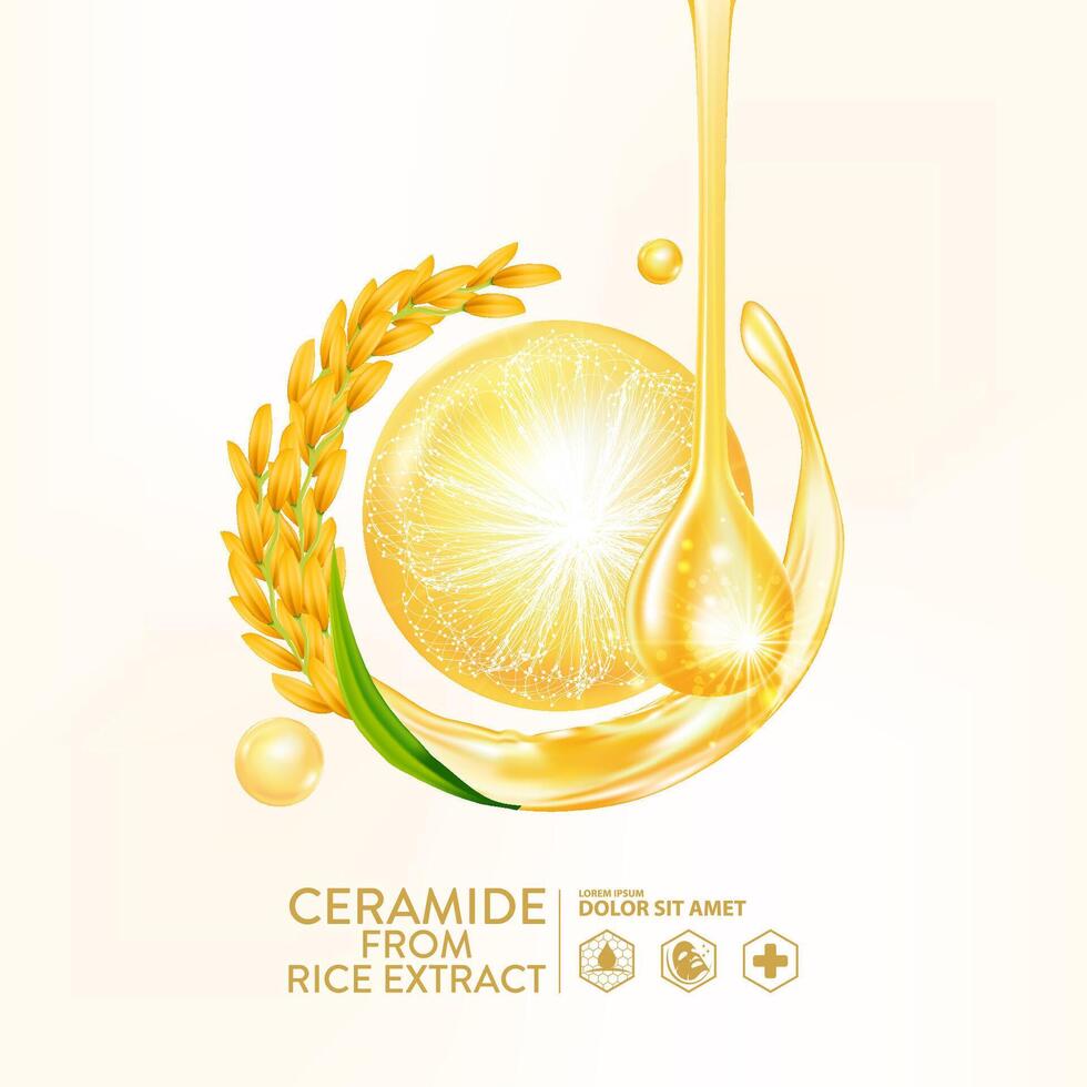 ceramida a partir de arroz extrair sérum pele Cuidado Cosmético vetor