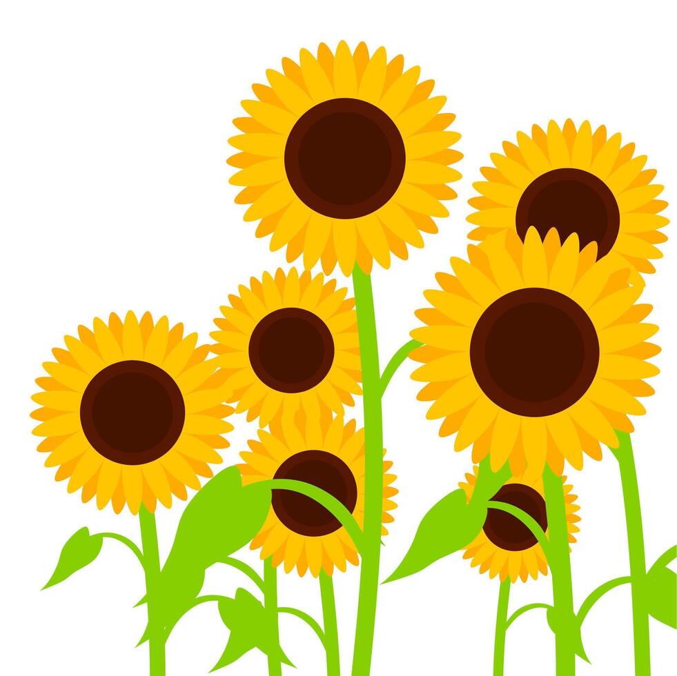 girassol com amarelo florescendo pétalas isolado em branco fundo. ilustração do uma grupo do girassóis do diferente tamanhos. adequado para Primavera e verão projetos. vetor