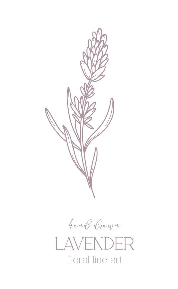 lavanda linha desenho. Preto e branco floral buquês. flor coloração página. floral linha arte. bem linha lavanda ilustração. mão desenhado flores botânico coloração. Casamento convite flores vetor