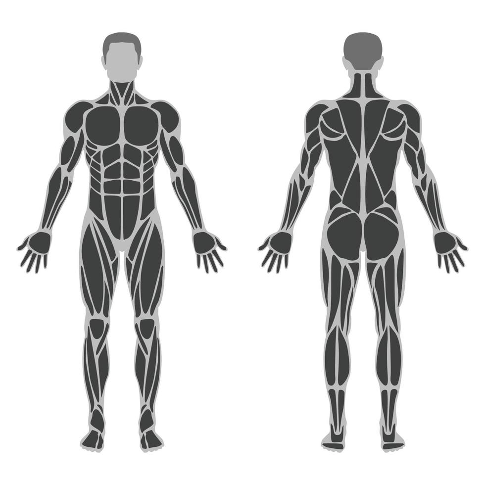 ilustração da anatomia muscular masculina vetor