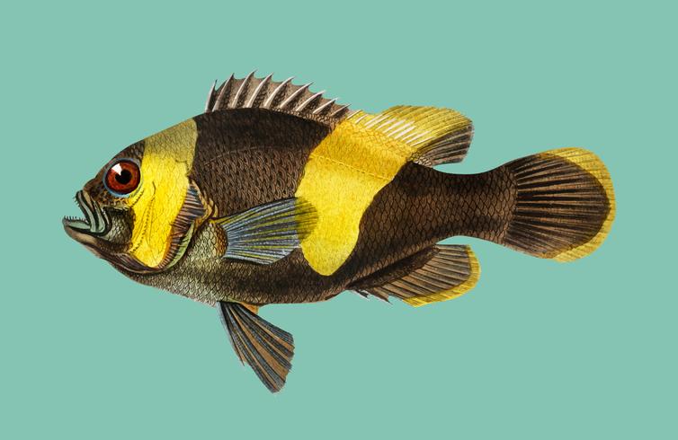 Clownfish de Saddleback (Amphipiron Bifasciatus) ilustrado por Charles Dessalines D &#39;Orbigny (1806-1876). Digital reforçada a partir de nossa própria edição de 1892 do Dictionnaire Universel D&#39;histoire Naturelle. vetor