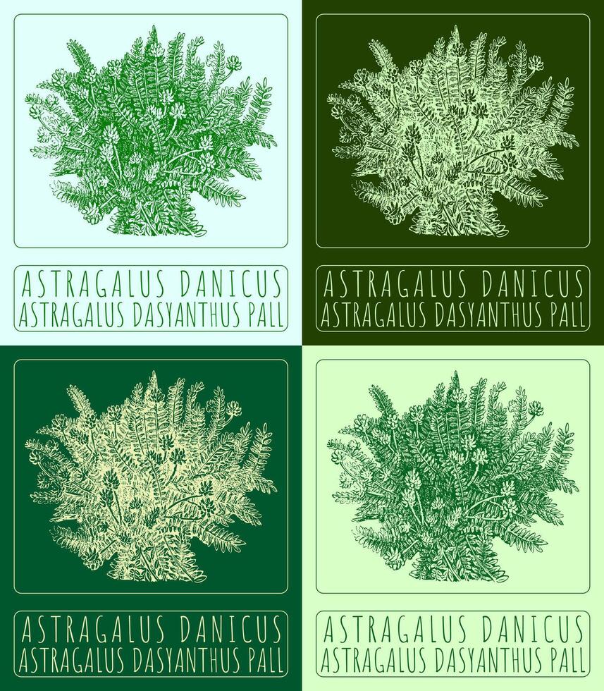 conjunto do vetor desenhando astrágalo danicus dentro vários cores. mão desenhado ilustração. a latim nome é astrágalo dasyanthus mortalha.