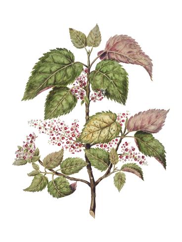Planta antiga Makomako - Aristotelia Racemosa desenhada por Sarah Featon (1848 - 1927). Digitalmente aprimorada pelo rawpixel. vetor