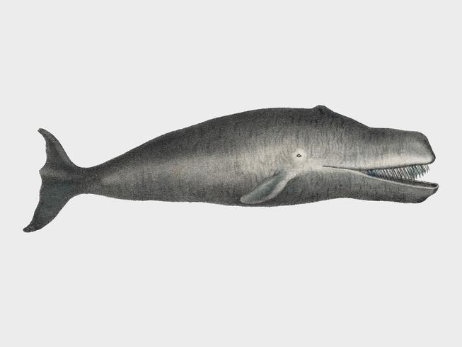 Baleia de Bowhead Litografia original de Sealife Handcolored do mamífero marinho do oceano antigo (1824). Digitalmente aprimorada pelo rawpixel. vetor