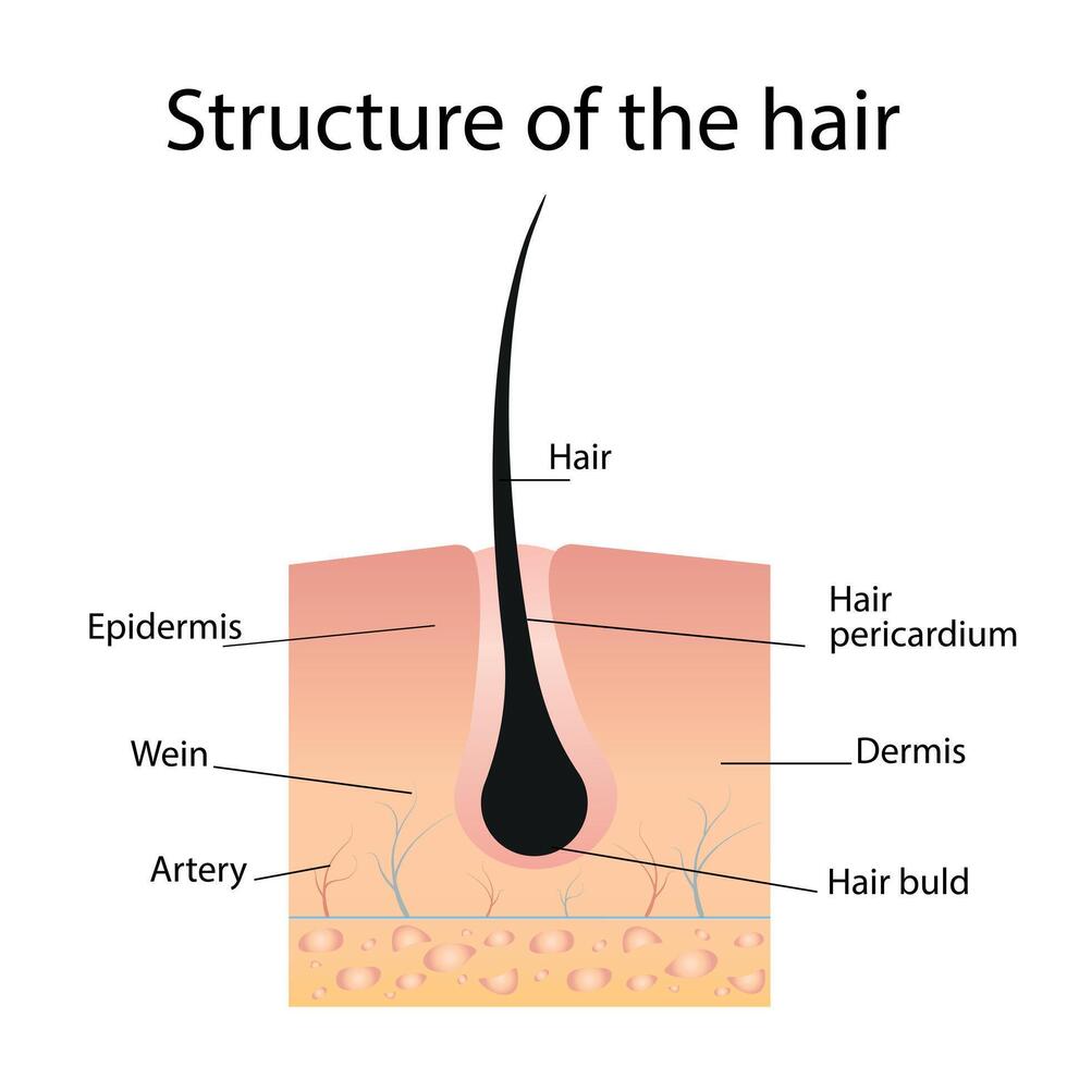 cabelo infográfico estrutura. laser cabelo remoção vetor