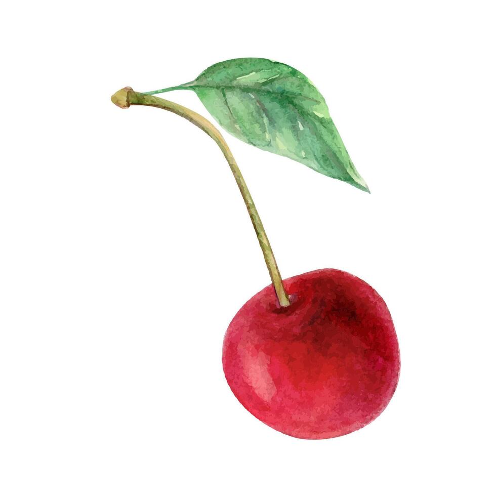 cereja aguarela desenhando ilustração. vermelho baga e folha. verde ramo fruta aquarelle galho vetor