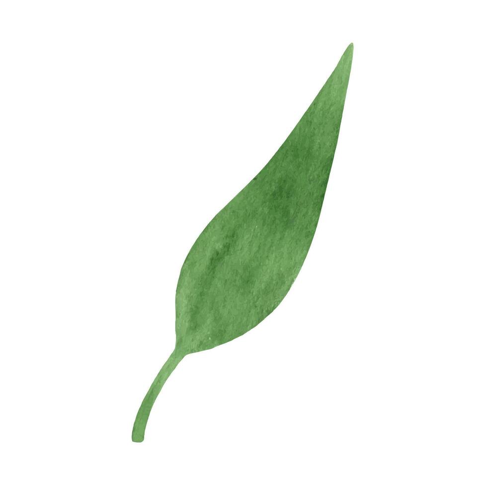 fofa mão desenhado verde folha. aguarela ilustração folhas vetor