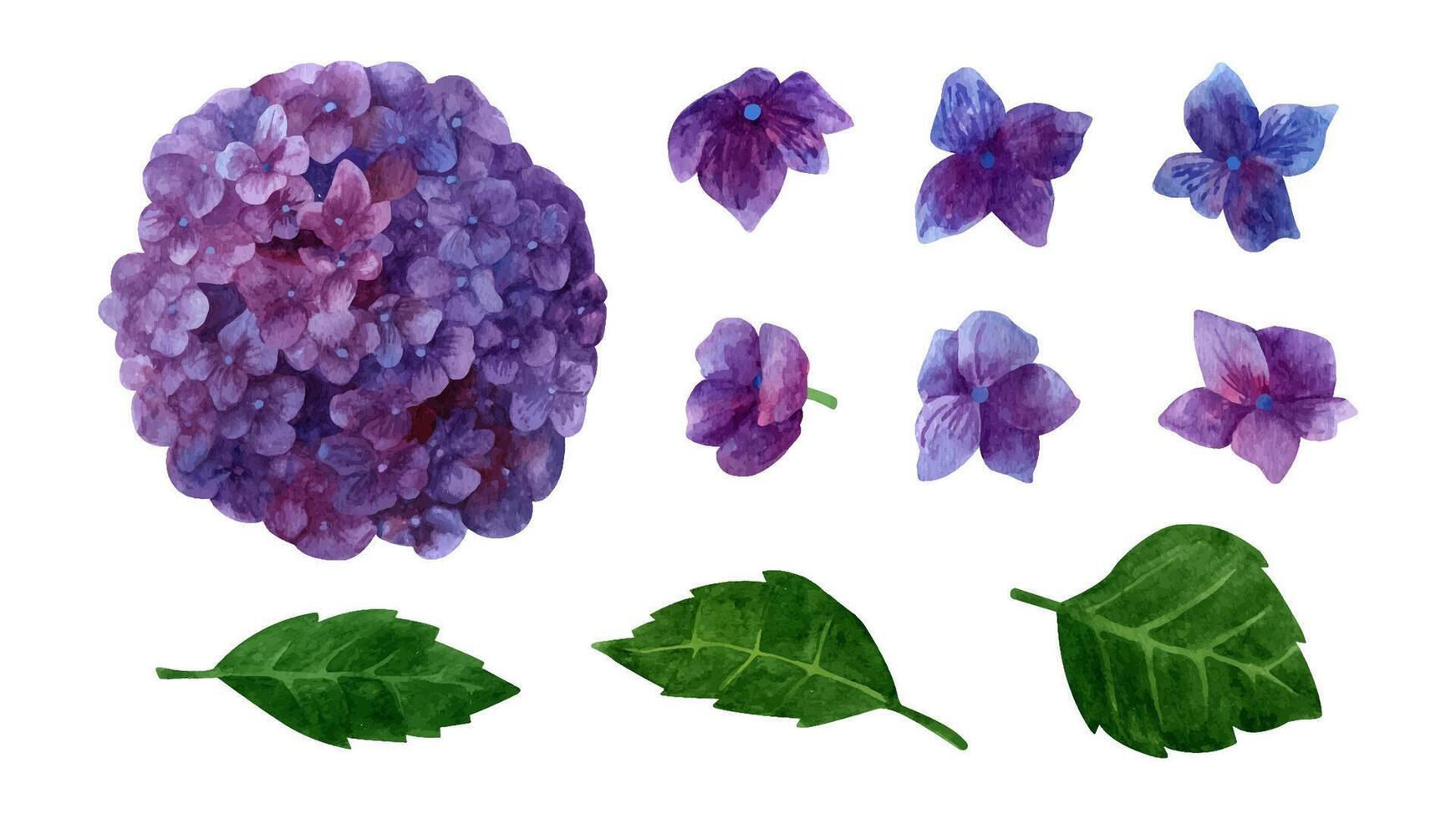 aguarela roxa hortênsia florescendo clipart definir, verão flores pétalas e folhas. vetor