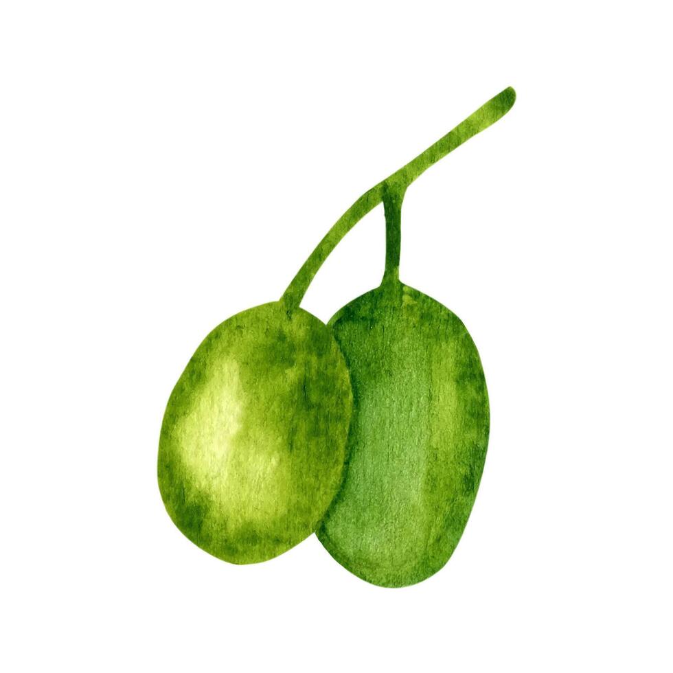 Oliva frutas. aguarela clipart. vetor