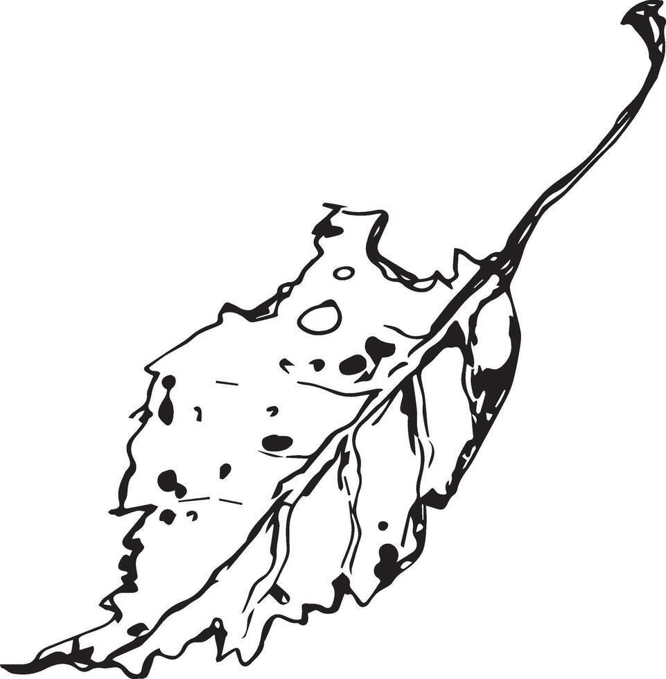 esboço desenhando do uma bétula folha dentro Preto e branco contorno. vintage combinação do bétula folha. vetor