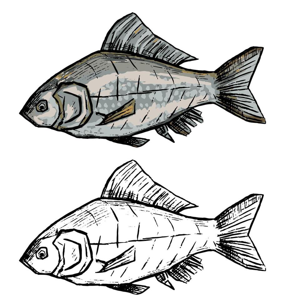 realista esboço desenhando do crucian peixe. mão desenhado vetor ilustração dentro vintage estilo. conjunto do contorno e cor elemento isolado em branco para pescaria projeto, decoração, imprimir, adesivo, poster, t camisa