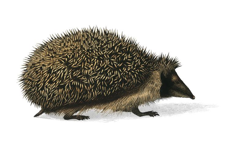 Hedgehog europeu (Erinaceus Europaeus) ilustrado por Charles Dessalines D &#39;Orbigny (1806-1876). Digital reforçada a partir de nossa própria edição de 1892 do Dictionnaire Universel D&#39;histoire Naturelle. vetor