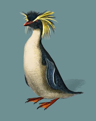 Pinguim de Rockhopper (Eudyptes chrysocome) ilustrado por Charles Dessalines D &#39;Orbigny (1806-1876). Digital reforçada a partir de nossa própria edição de 1892 do Dictionnaire Universel D&#39;histoire Naturelle. vetor