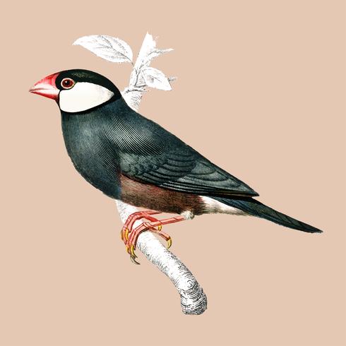 Java Sparrow (Lonchura Oryzivora) ilustrado por Charles Dessalines D &#39;Orbigny (1806-1876). Digital reforçada a partir de nossa própria edição de 1892 do Dictionnaire Universel D&#39;histoire Naturelle. vetor