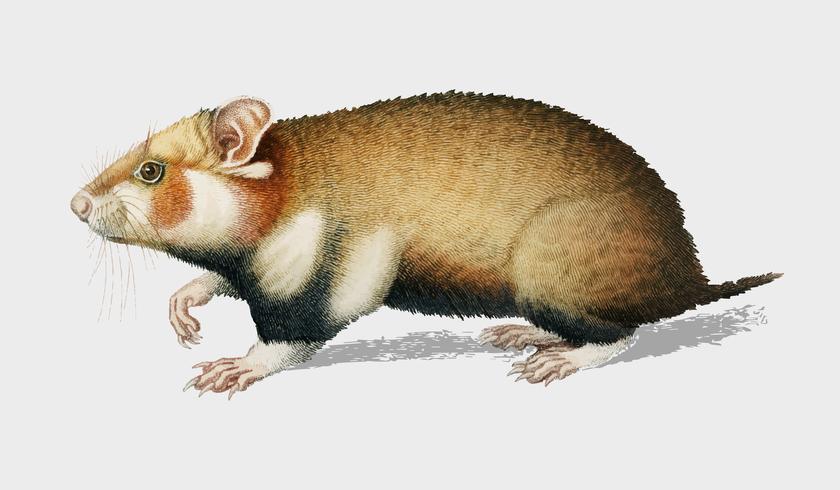 Hamster (Cricetus) ilustrado por Charles Dessalines D &#39;Orbigny (1806-1876). Digital reforçada a partir de nossa própria edição de 1892 do Dictionnaire Universel D&#39;histoire Naturelle. vetor