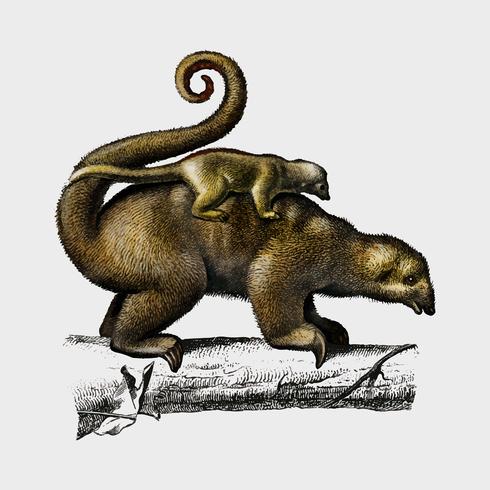 Tamanduá pigmeu (Cyclopes didactylus) ilustrado por Charles Dessalines D &#39;Orbigny (1806-1876). Digital reforçada a partir de nossa própria edição de 1892 do Dictionnaire Universel D&#39;histoire Naturelle. vetor