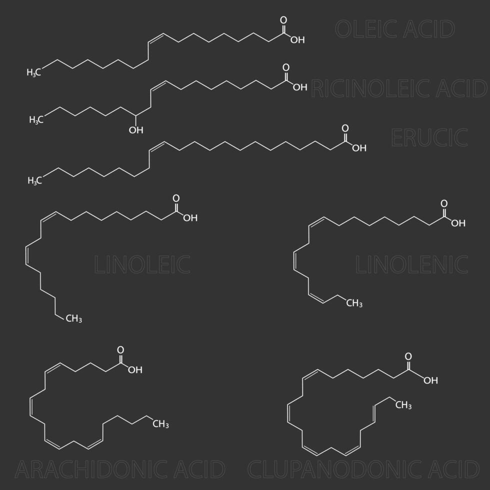 estrutural químico fórmulas do insaturado gordinho ácidos, oleico, ricinoléico, erúcico, linoléico, linolênico, araquidônico, clupanodônico gerado vetor