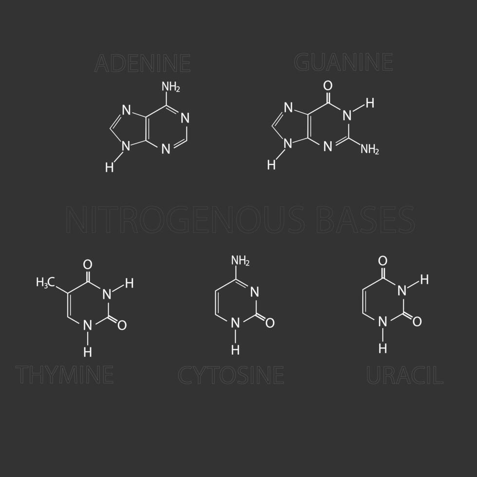 azotado bases molecular esquelético químico Fórmula vetor