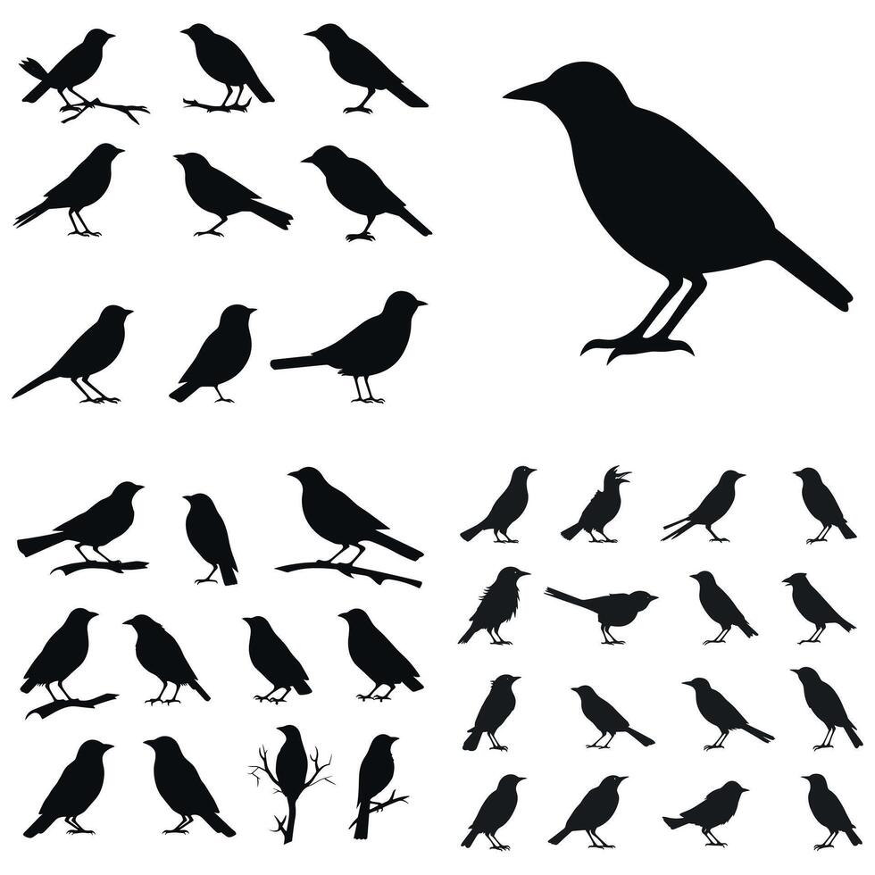 pássaros vetor silhueta ilustração coleção