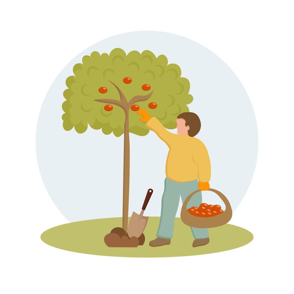 jardinagem, uma homem coleta frutas a partir de uma árvore. Primavera ilustração, vetor