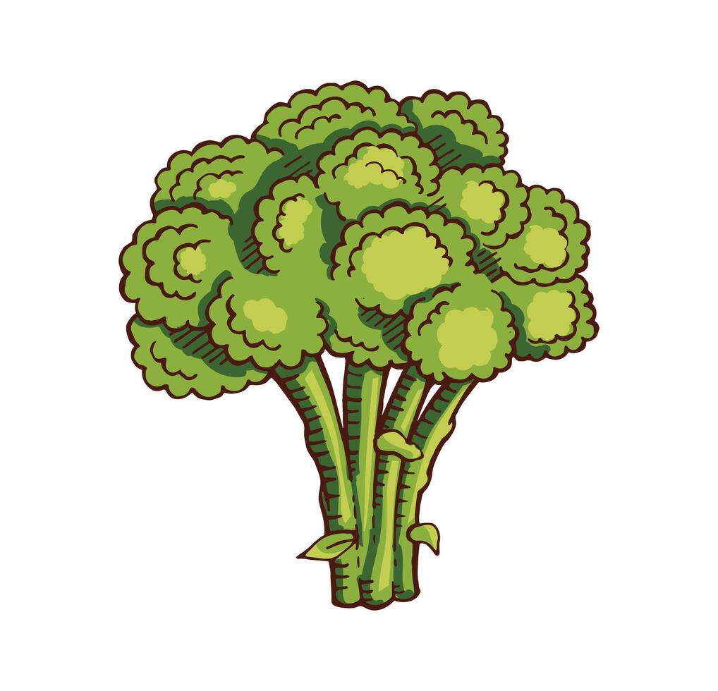 mão desenhado brócolis cor vetor ilustração