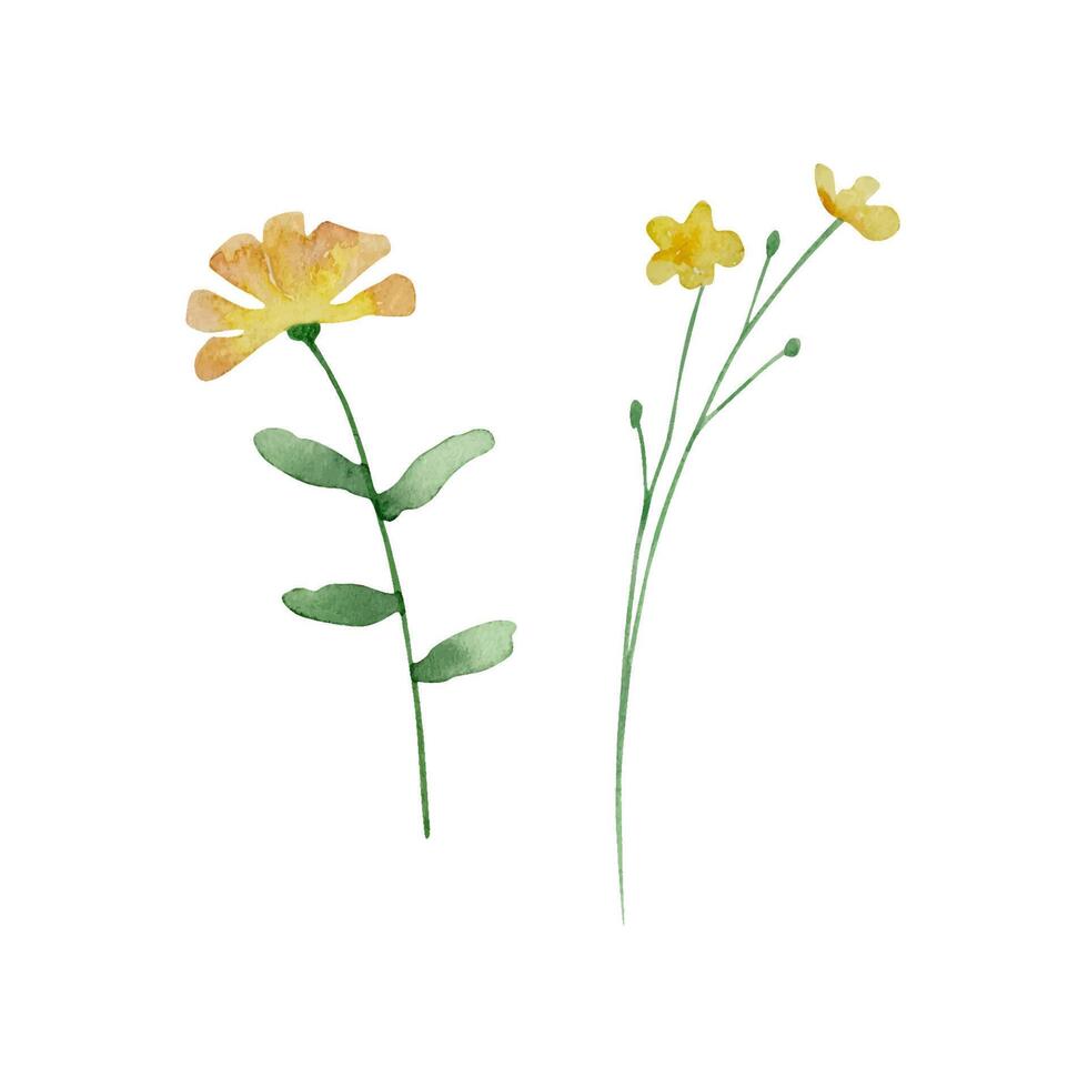 aguarela flores silvestres, delicado botânico ilustração para Projeto cartões e convites vetor