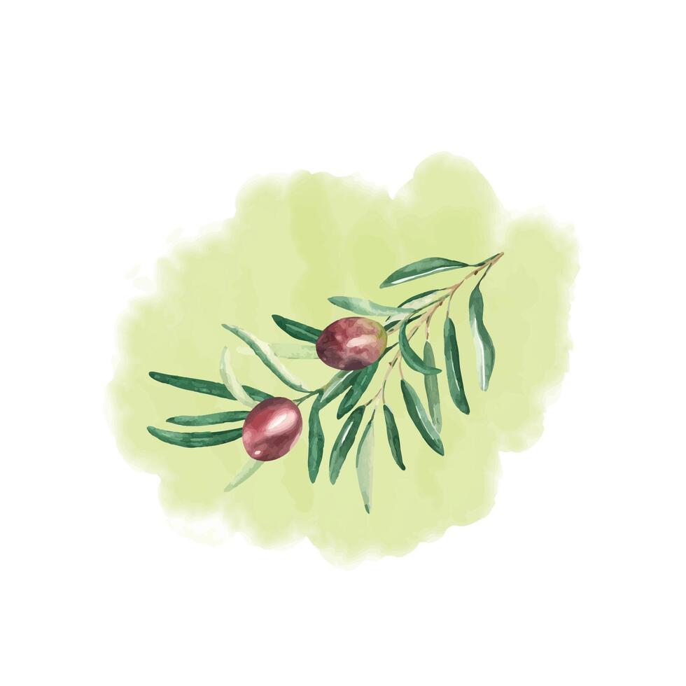 Oliva ramo com vermelho azeitonas isolado em verde aguarela respingo fundo. mão desenhado botânico ilustração. pode estar usava para cartões, cartazes, logotipos e Comida ou Cosmético Projeto vetor