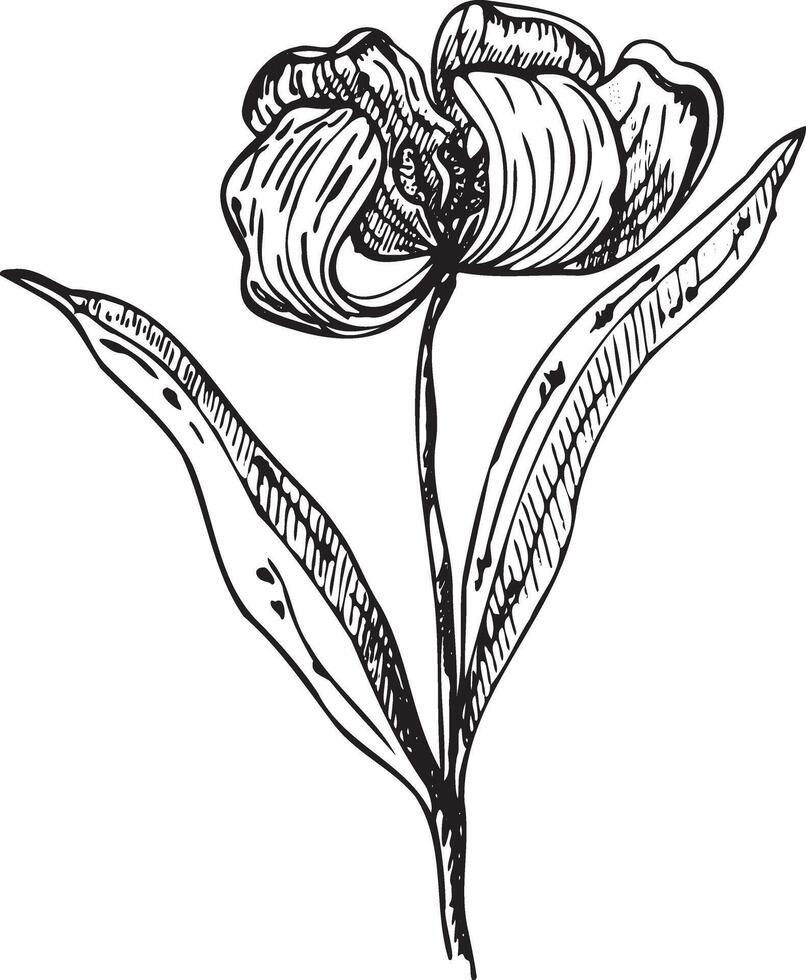 a tulipas conjunto é uma desenhando em destaque em uma branco fundo. uma desenhado à mão desenhando do uma tulipa dentro tinta. vetor ilustração