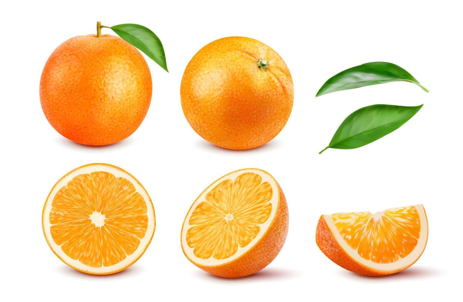realista maduro laranja todo citrino fruta e fatia vetor