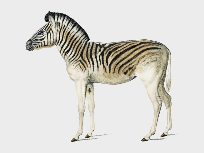 Zebra de montanha (Dauw) ilustrada por Charles Dessalines D &#39;Orbigny (1806-1876). Digital reforçada a partir de nossa própria edição de 1892 do Dictionnaire Universel D&#39;histoire Naturelle. vetor