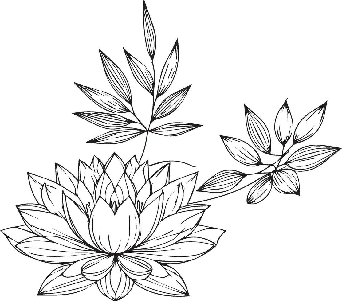 ninfa água lírio desenhos, esboço água lírio desenho, esboço água lírio flor desenho, Preto e branco água lírio desenhando vetor