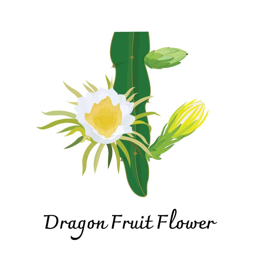 Dragão fruta flor plano vetor isolado em branco fundo. pitaya flor. tropical plantas.