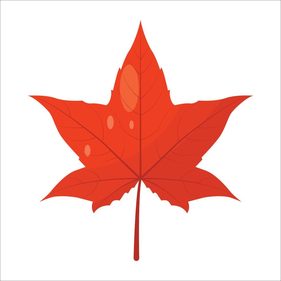 americano sweetgum folha com vermelho cor especial outono vetor
