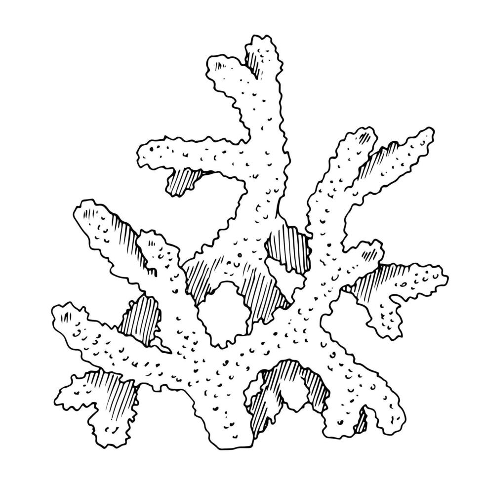 coral vetor linha arte. esboço do mar recife. mão desenhado gráfico clipart do embaixo da agua plantar. linear desenhando em isolado fundo. Preto contorno esboço empate. para verão impressões