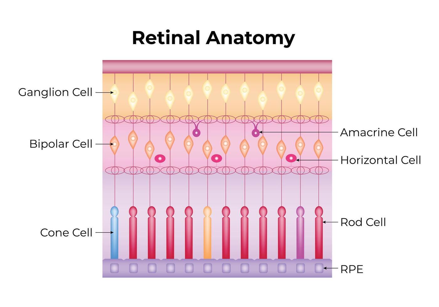 retinal anatomia Ciência Projeto vetor ilustração diagrama