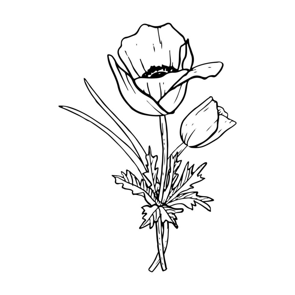 Primavera tulipas ou anêmona papoilas flor ramalhete com Relva vetor ilustração Preto e branco botânico desenhando para cumprimento cartões e Casamento desenhos