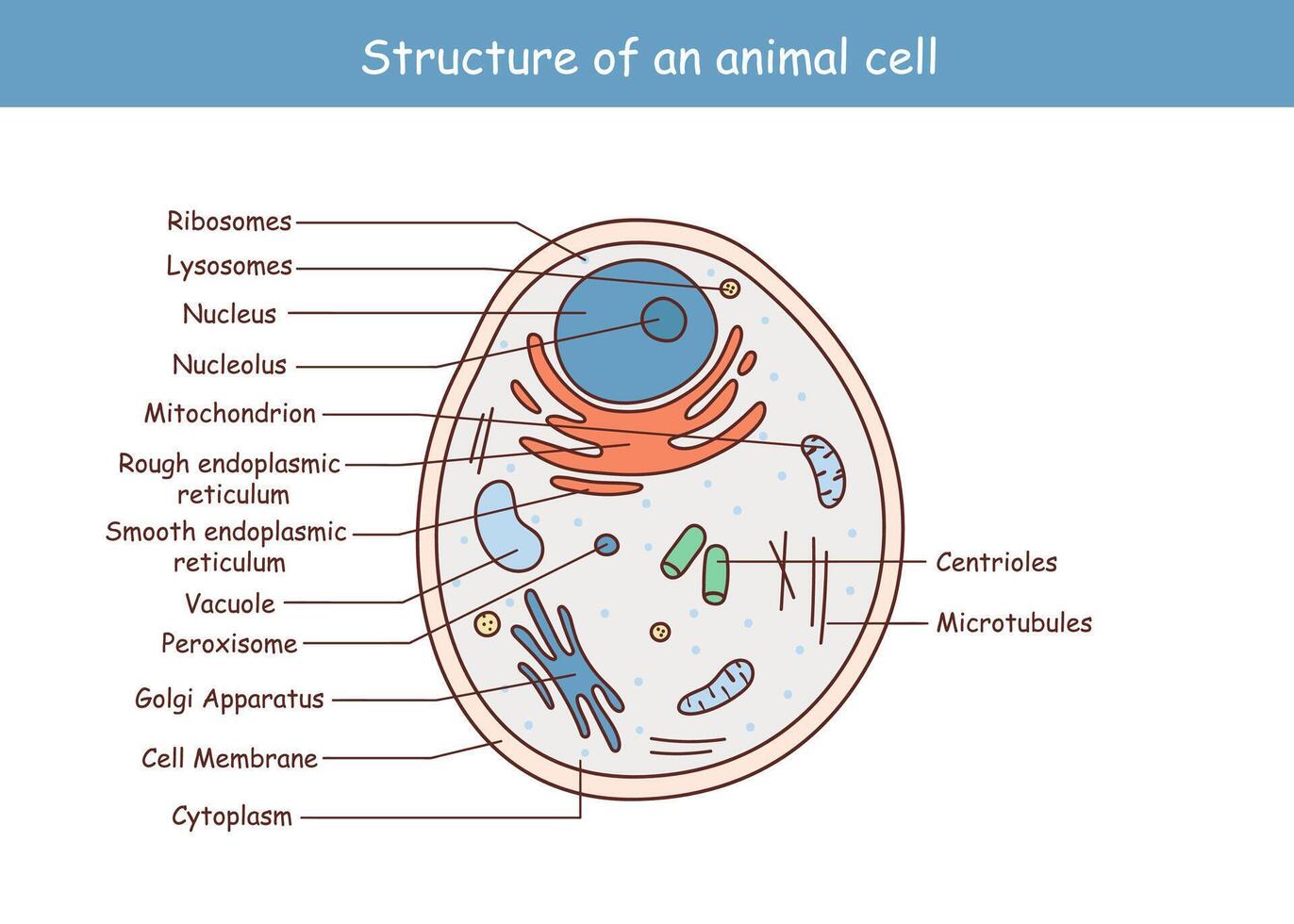 vetor ilustração do a animal célula anatomia estrutura.