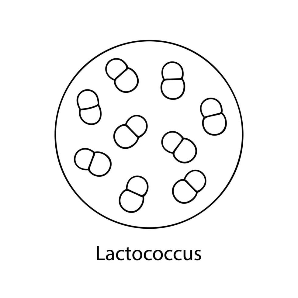 patogênico bactérias. bacteriano microrganismo. microbiologia, infográficos. mão desenhado rabisco estilo. vetor