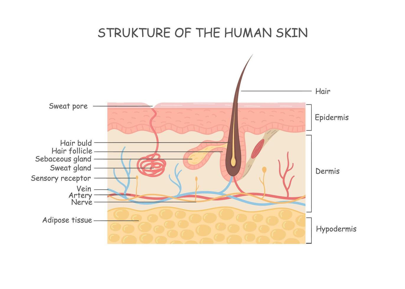 humano anatomia, pele e cabelo diagrama, tegumentar sistema vetor