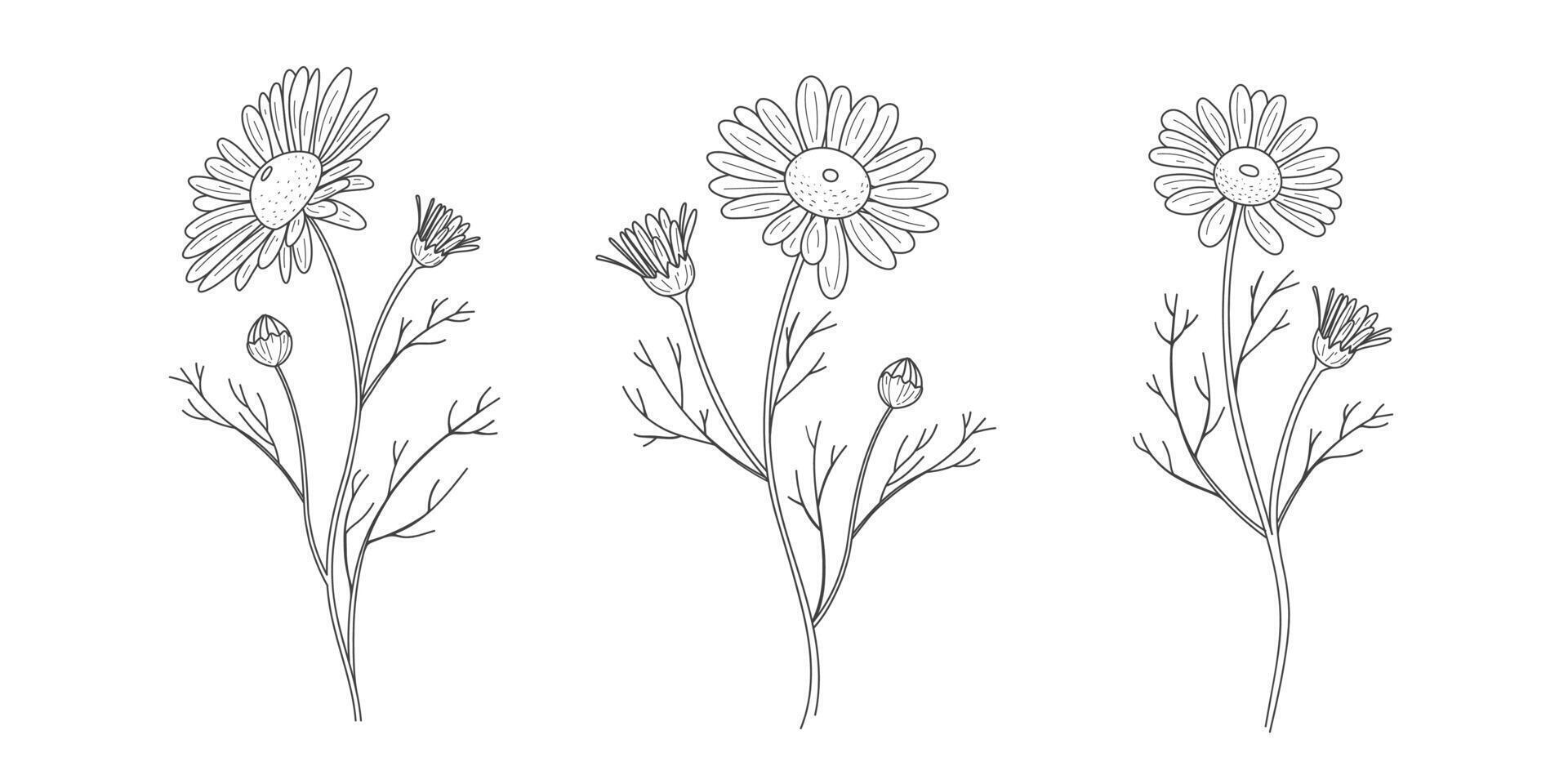 conjunto do cores e logotipo. na moda botânico elementos. mão desenhado linha folhas galhos e flores. vetor na moda vegetação