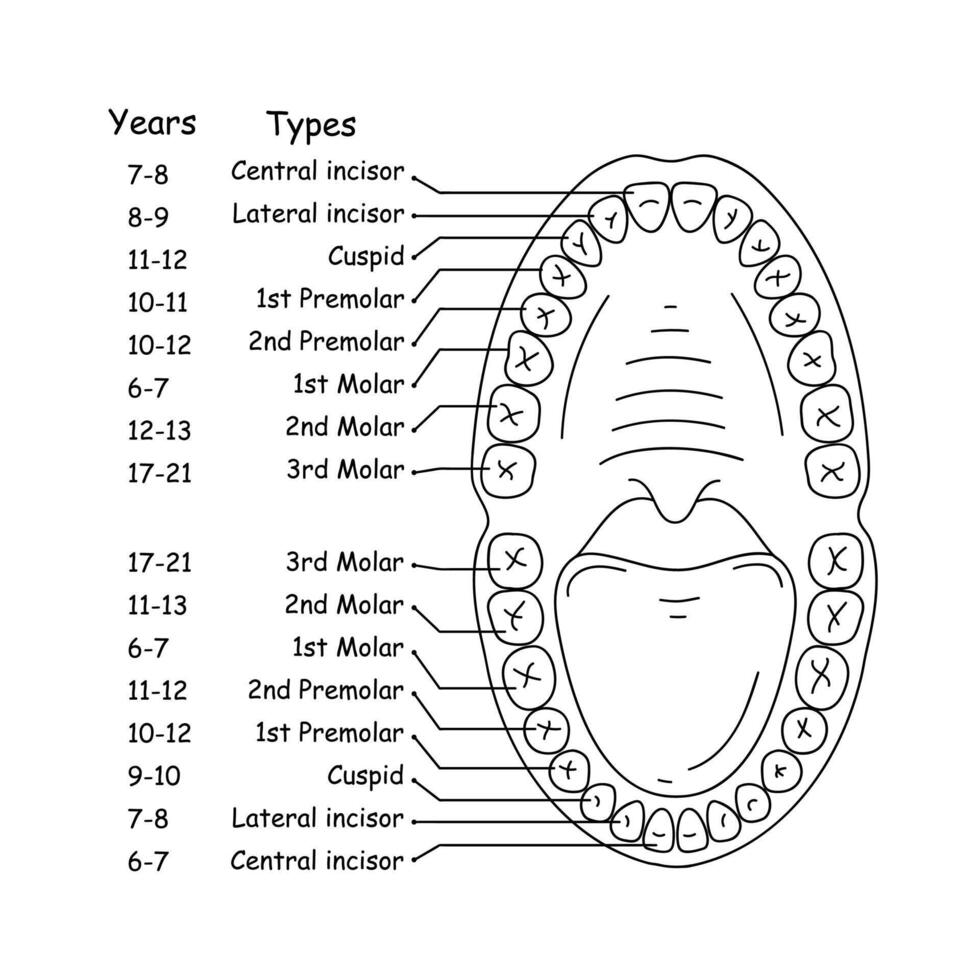 diagrama do mandíbula e dentes anatomia. vetor ilustração.