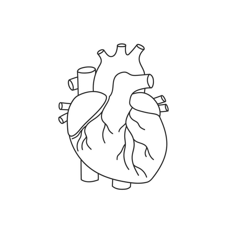 humano coração ícone esboço vetor. médico órgão. anatomia corpo vetor