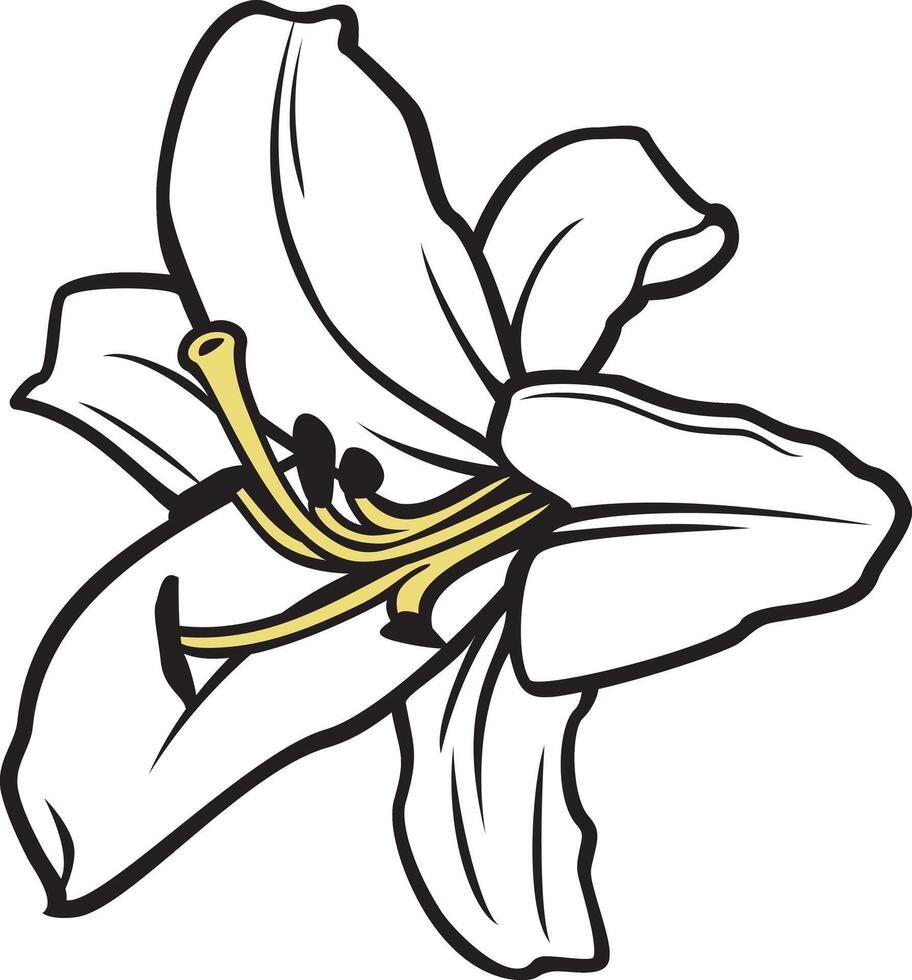 ilustração vetorial de flor de lírio branco vetor